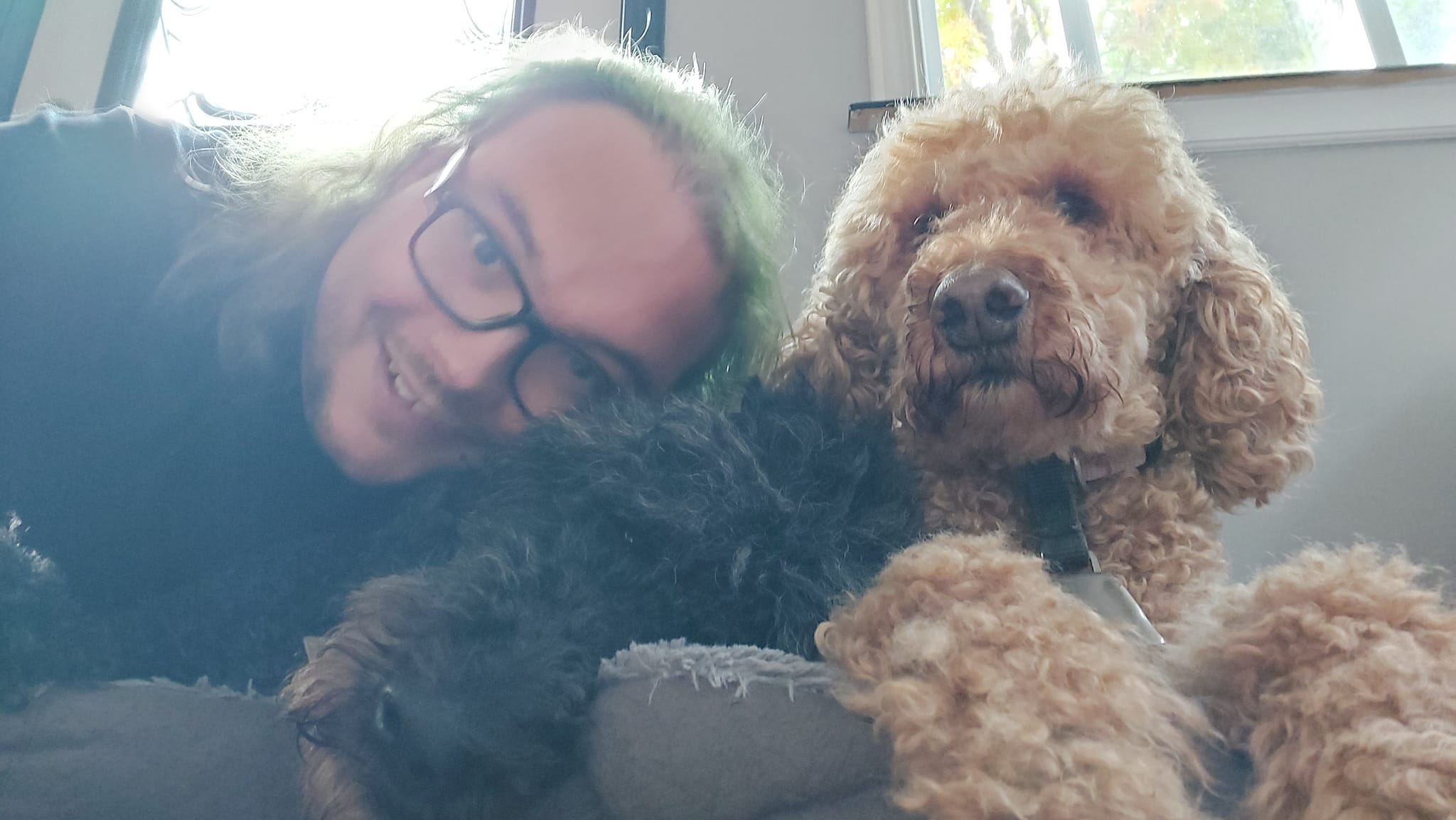 A man with long green hair hugs a black standard poodle, who is lying down, a golden labradoodle lays down next to them, but her head is up